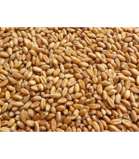 wheat-gothumai-1k