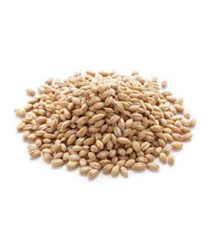 barley-rice